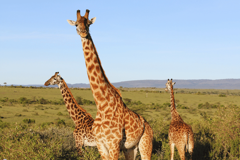 آفریقای جنوبی،10 شب